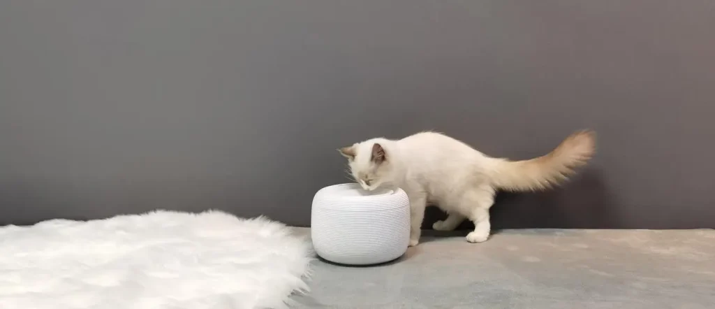 Pet Water Fountains for Easy Clean