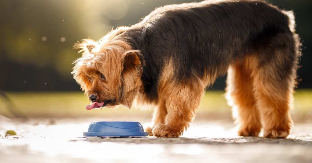 Why Is My Dog Throwing Up After Drinking Water at Brian Lane blog