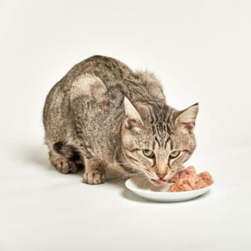 how often should you feed a kitten